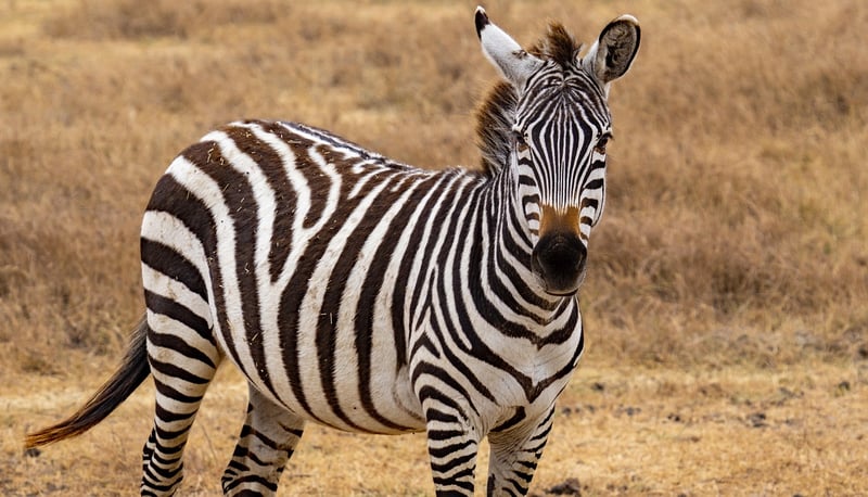 Safari in Serengeti National Park